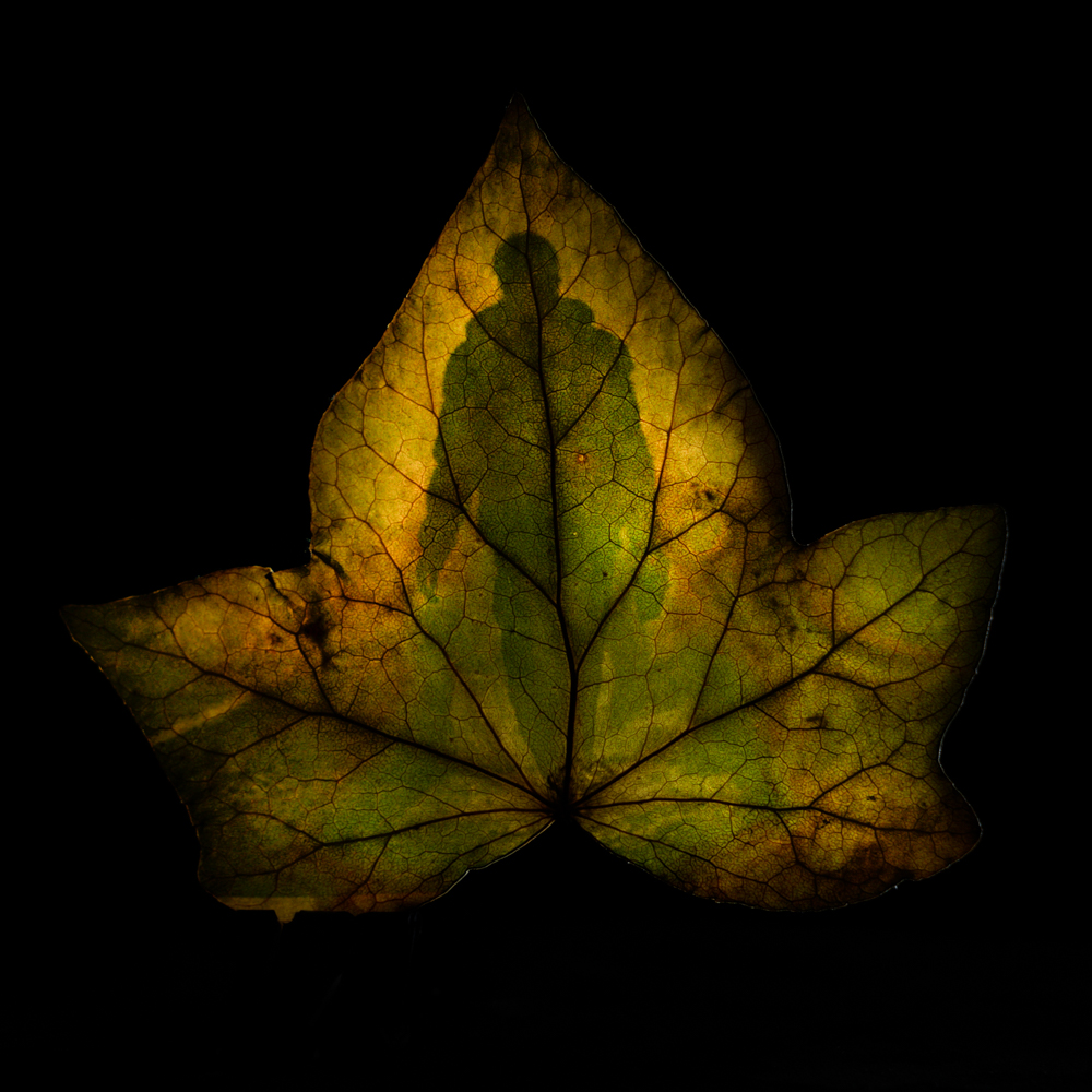 Tirage chlorophylle sur feuille représentant une silhouette humaine, série Les arbres se souviendront