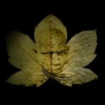 Tirage chlorophylle sur feuille représentant un visage, série Les arbres se souviendront