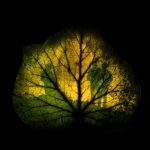 Image végétale issue de la série Les arbres se souviendront, photographie expérimentale de Fabien Collini