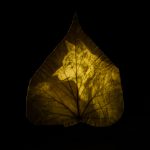Image végétale issue de la série Les arbres se souviendront, photographie expérimentale de Fabien Collini