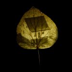 Tirage chlorophylle sur feuille représentant une maison, série Les arbres se souviendront